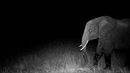 Ghost Elephants Bild 3