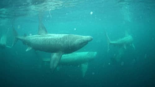 Ireland's Deep Atlantic Bild 5