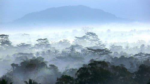 Wild Indonesia Bild 1