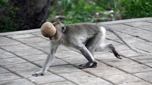 Wenn Tiere es aus Spaß an der Freude tun Bild 4