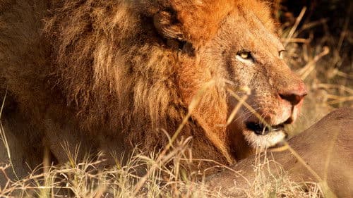 Blood Rivals: Lion vs Buffalo Bild 5