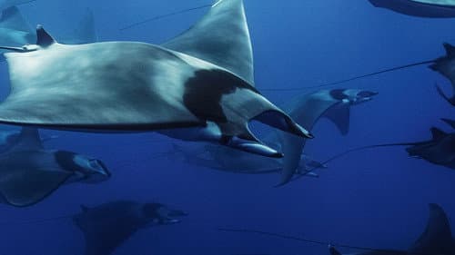 Mobula, la légende des diables Bild 1