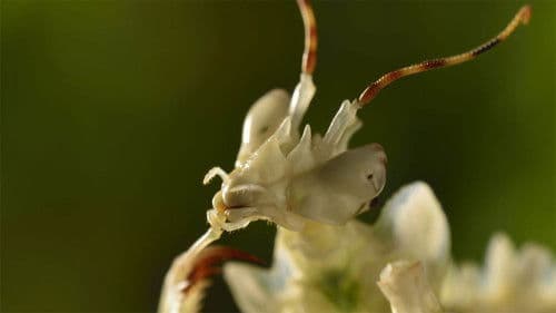Micro Monsters with David Attenborough Bild 5