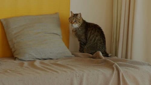 Où en êtes-vous, Jean-Marie Straub ? Bild 1