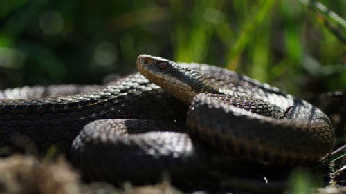 Onze Natuur, De Film Bild 6