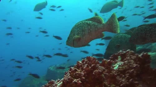 Räuber der Ozeane Bild 1