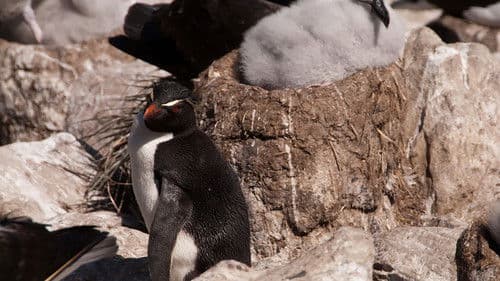 Albatros et gorfou, une fable australe Bild 2