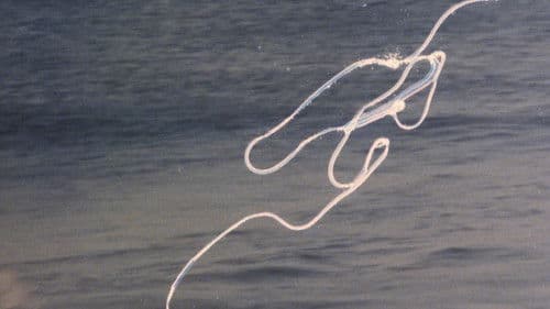 Transetropical Bild 2