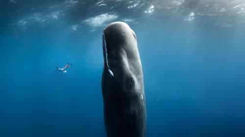 Faszination Ozean Bild 2