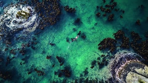 Mein Lehrer, der Krake Bild 5