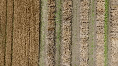 Dans la peau des premiers paysans français Bild 5