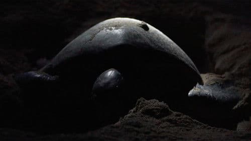 No Abandonan el Mar Nunca Bild 1