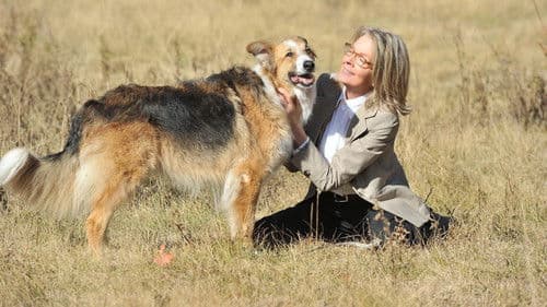 Darling Companion – Ein Hund fürs Leben Bild 1