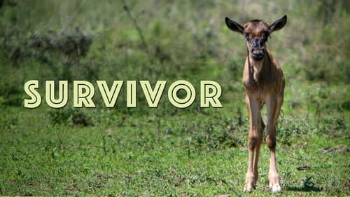 Survivor Bild 1