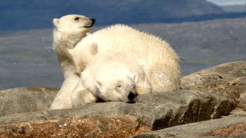 Polar Bears: Ice Bear Bild 5