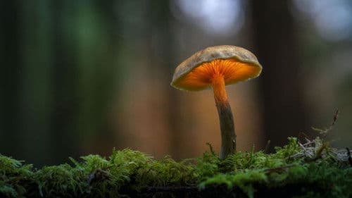 Le monde extraordinaire des champignons Bild 1