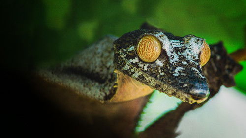 Madagascar's Weirdest Bild 1