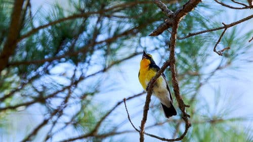 Just Like A Bird Bild 4