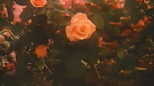 Rose Petal Place Bild 4