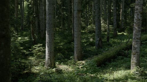 გულისხმა Bild 2