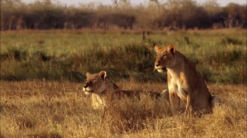 Africa's Predator Zones Bild 2