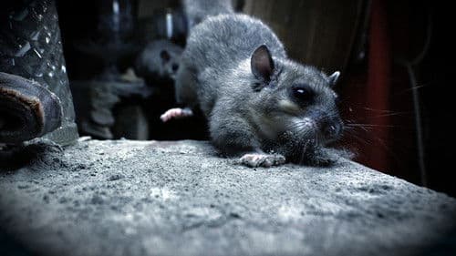 Das Dorf der wilden Tiere Bild 2