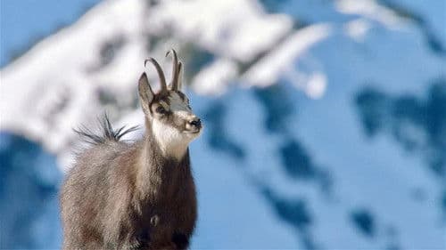 Winter am Alpenrand Bild 2