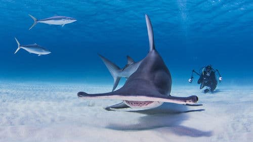 Shark School with Michael Phelps Bild 4