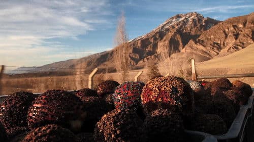 هەزار و یەک سێو Bild 6