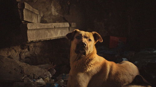 Streuner - Unterwegs mit Hundeaugen Bild 5