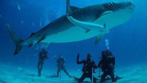 Save This Shark Bild 1