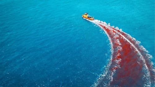 Dangerous Animals Bild 6