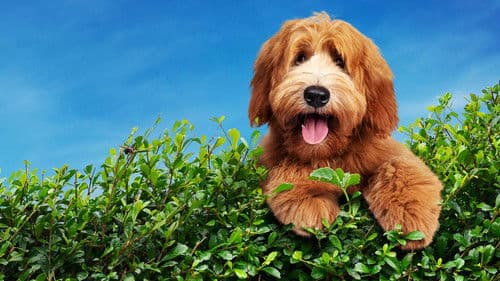 The Dog House Bild 4