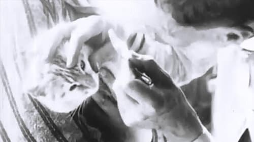 Pussy's Glasses Bild 1