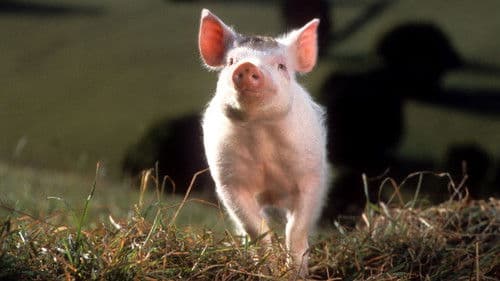 Ein Schweinchen namens Babe Bild 6