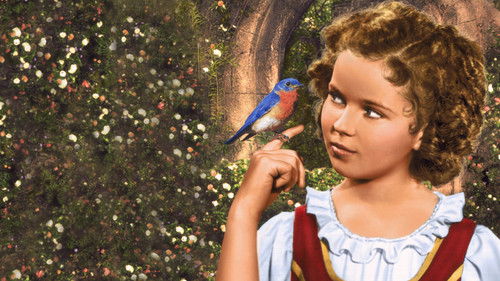 The Blue Bird Bild 6