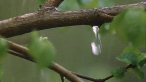 Il pianeta azzurro Bild 4