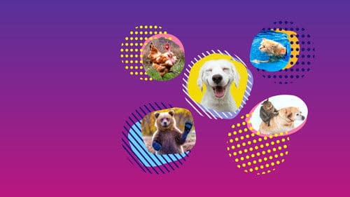 Amerikas lustigste Tiervideos Bild 1