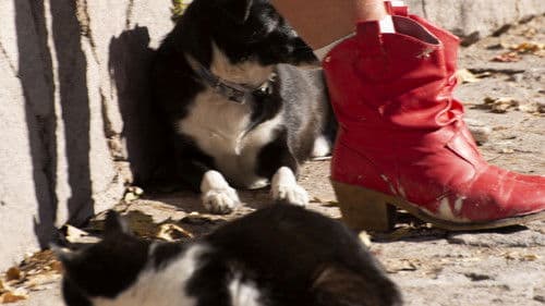 Mr. Dimitris and Mrs. Dimitroula Bild 2