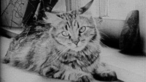 The Private Life of a Cat Bild 1