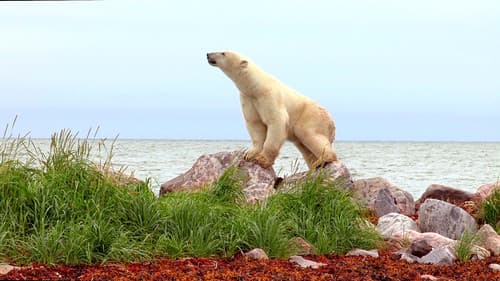 Polar Bears: Ice Bear Bild 7