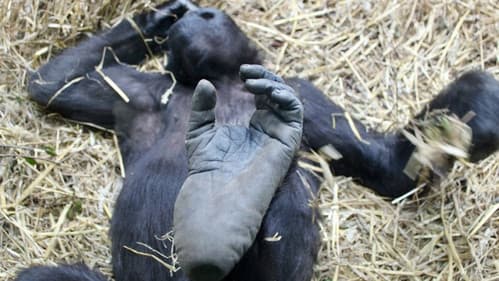 Der unsichtbare Zoo Bild 1