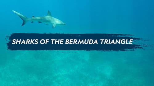 Sharks of the Bermuda Triangle Bild 4