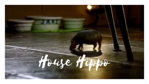 North American House Hippo Bild 1