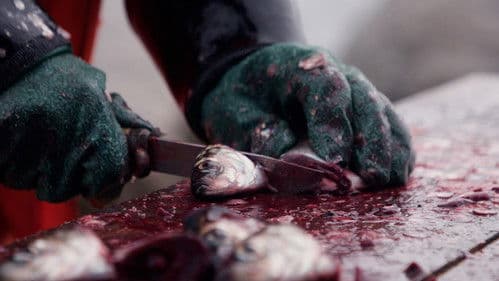 Det var en gang en fjord Bild 2