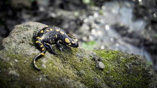 Vad víz – Aqua Hungarica Bild 1