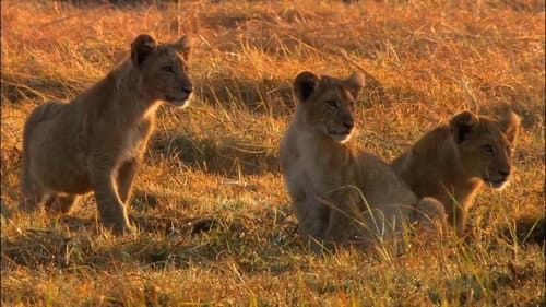 Swamp Lions Bild 5