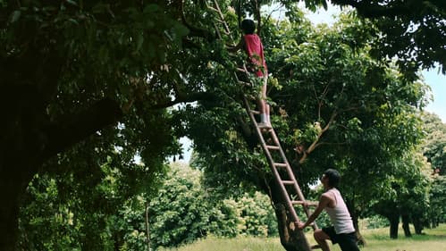 荔枝树下热烈岛 Bild 1