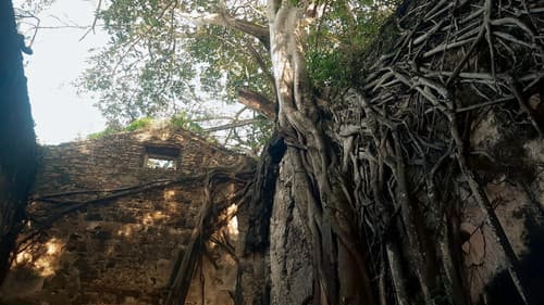 Ilha de Itaparica - Raízes do Brasil Bild 1