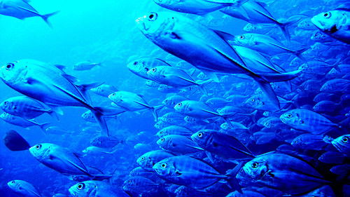 Pacific Abyss Bild 3